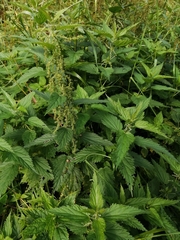 Urtica dioica