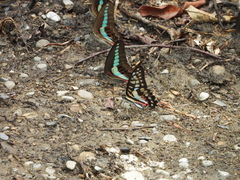 Graphium doson postianus