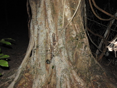 Ficus obliqua