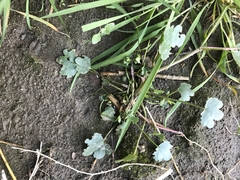 Ranunculus natans