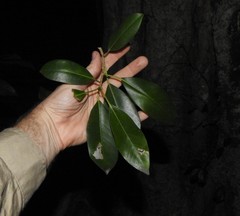 Ficus obliqua