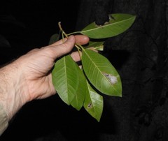Ficus obliqua