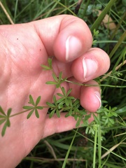 Galium uliginosum