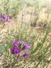 Oxytropis oxyphylla