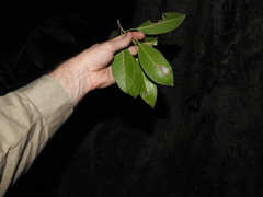 Ficus obliqua