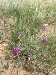Oxytropis oxyphylla