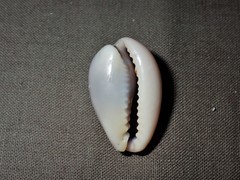 Erronea subviridis