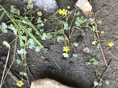 Ranunculus natans