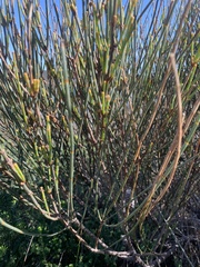Allocasuarina distyla