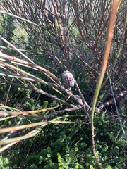 Allocasuarina distyla