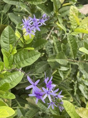Petrea