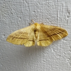 Eupterote bifasciata