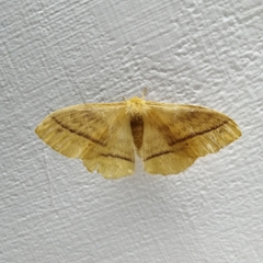 Eupterote bifasciata