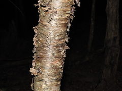 Araucaria cunninghamii