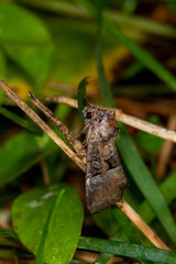 Mesoligia literosa