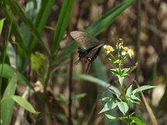 Papilio bianor thrasymedes