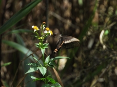 Papilio bianor thrasymedes