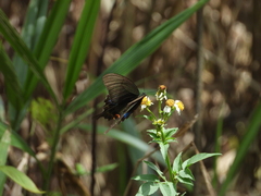 Papilio bianor thrasymedes