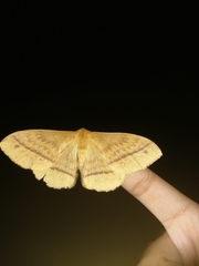 Eupterote bifasciata