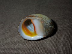 Nerita erythrostoma