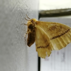 Eupterote bifasciata