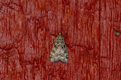 Eudonia truncicolella