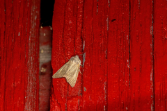 Photedes fluxa