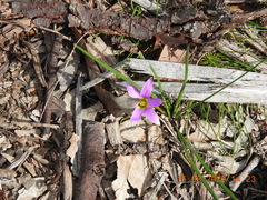 Romulea rosea australis