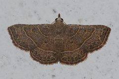 Corgatha dictaria