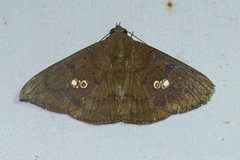 Platyja umminia