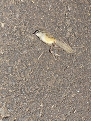 Prinia superciliaris