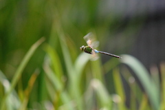 Anax parthenope julius