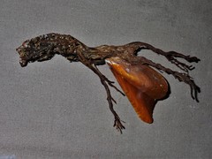Pteria lata