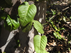 Parsonsia brisbanensis