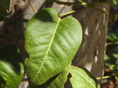 Parsonsia brisbanensis