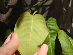 Parsonsia brisbanensis