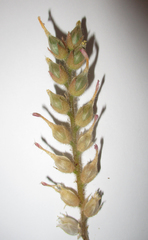 Kalanchoe lanceolata