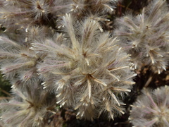 Ptilotus angustifolius