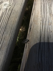 Poecilonota