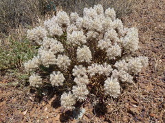 Ptilotus angustifolius