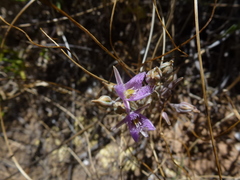 Thysanotus baueri