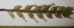 Kalanchoe lanceolata