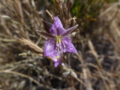 Thysanotus baueri