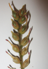 Kalanchoe lanceolata