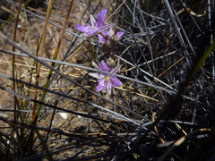 Thysanotus baueri