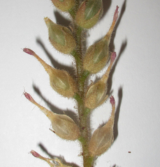 Kalanchoe lanceolata