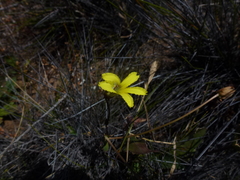 Goodenia arguta