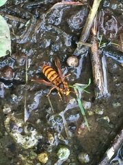 Vespa simillima xanthoptera