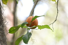 Citrus × aurantium