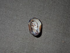 Patelloida latistrigata